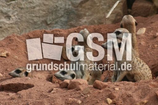 Erdmännchen-020.jpg